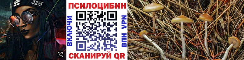 Псилоцибиновые грибы Cubensis  Купить  Облучье 